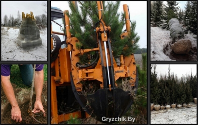 Услуга по пересадке деревьев